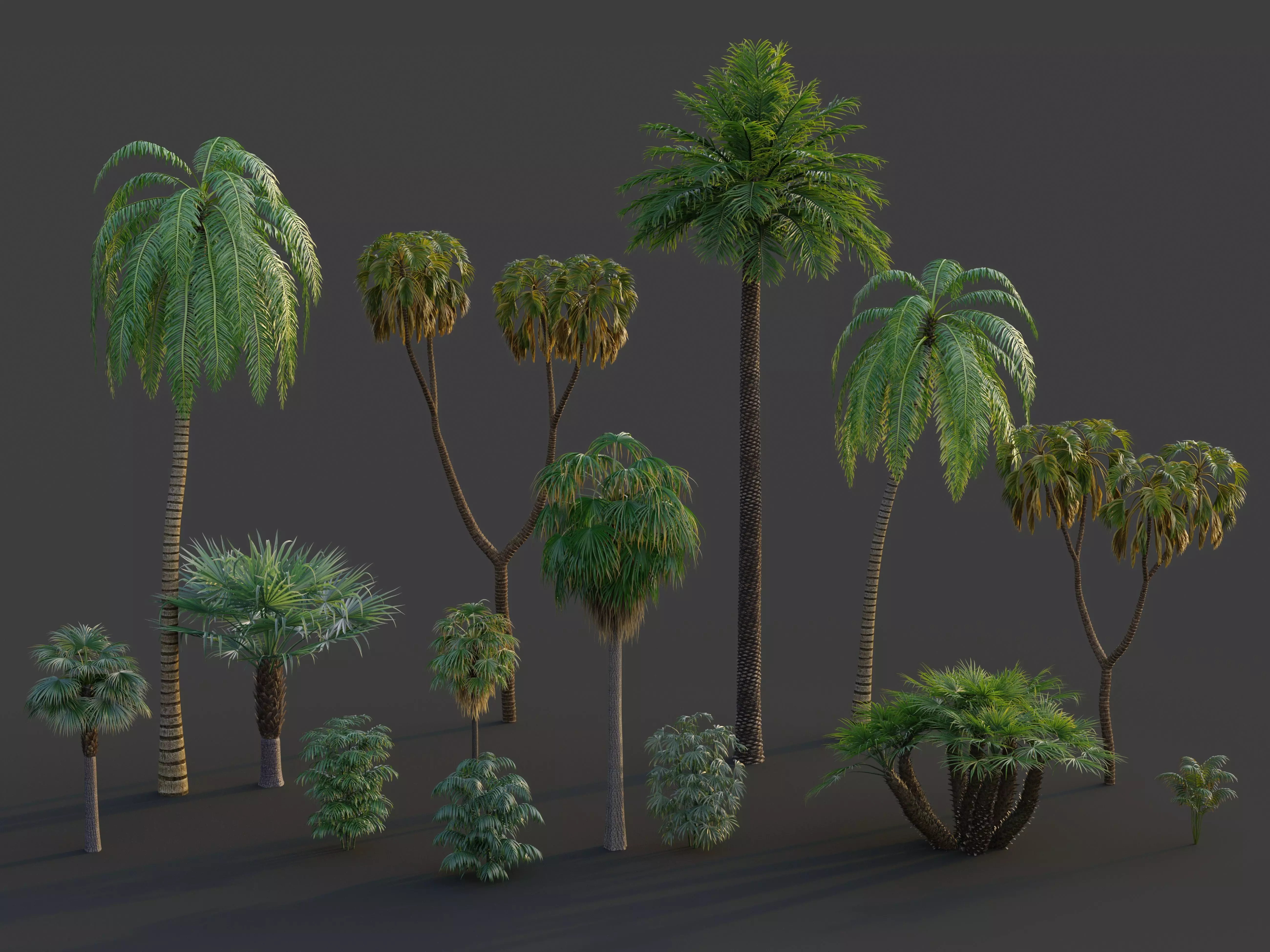 Xfrog GrowFX Palms Collection  _0