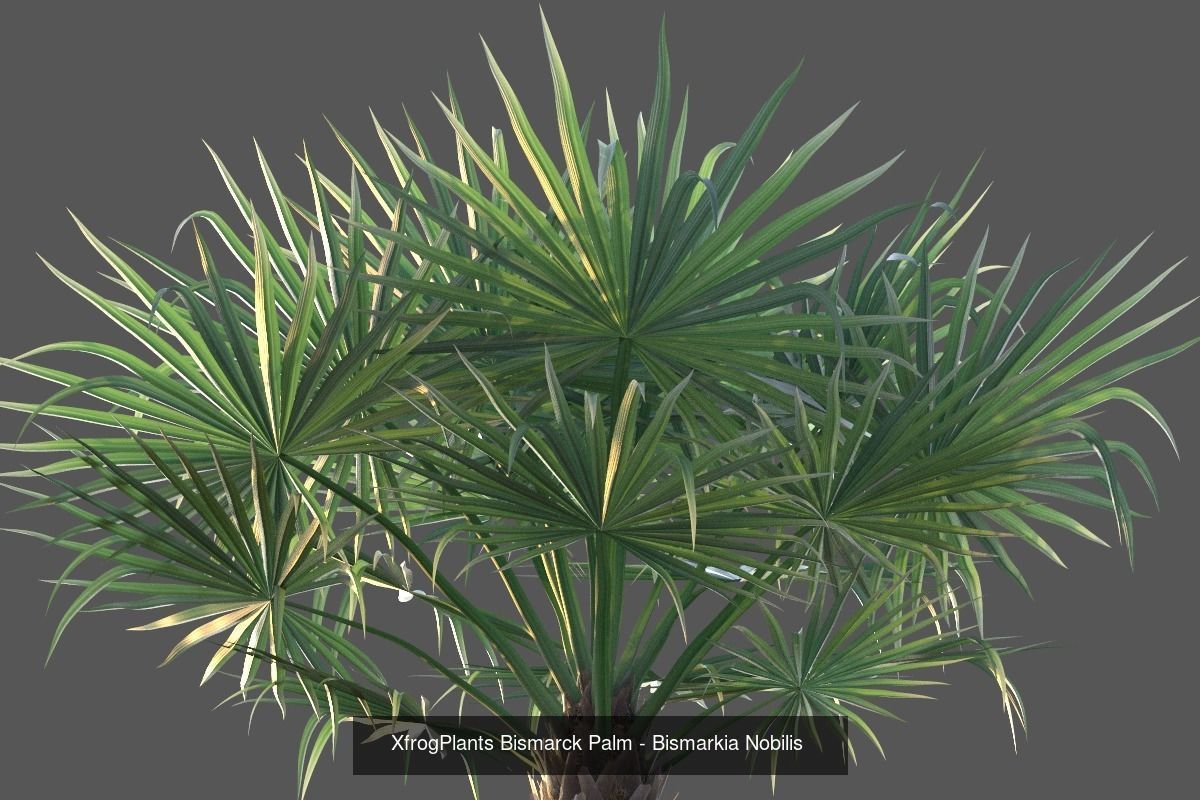 Xfrog GrowFX Palms Collection  _8