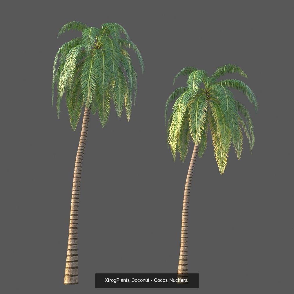 Xfrog GrowFX Palms Collection  _11