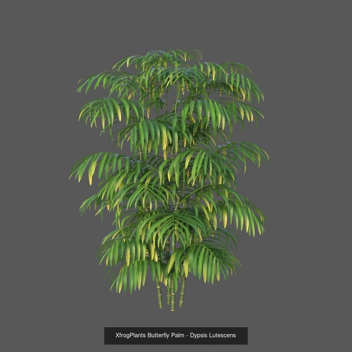 Xfrog GrowFX Palms Collection  _12