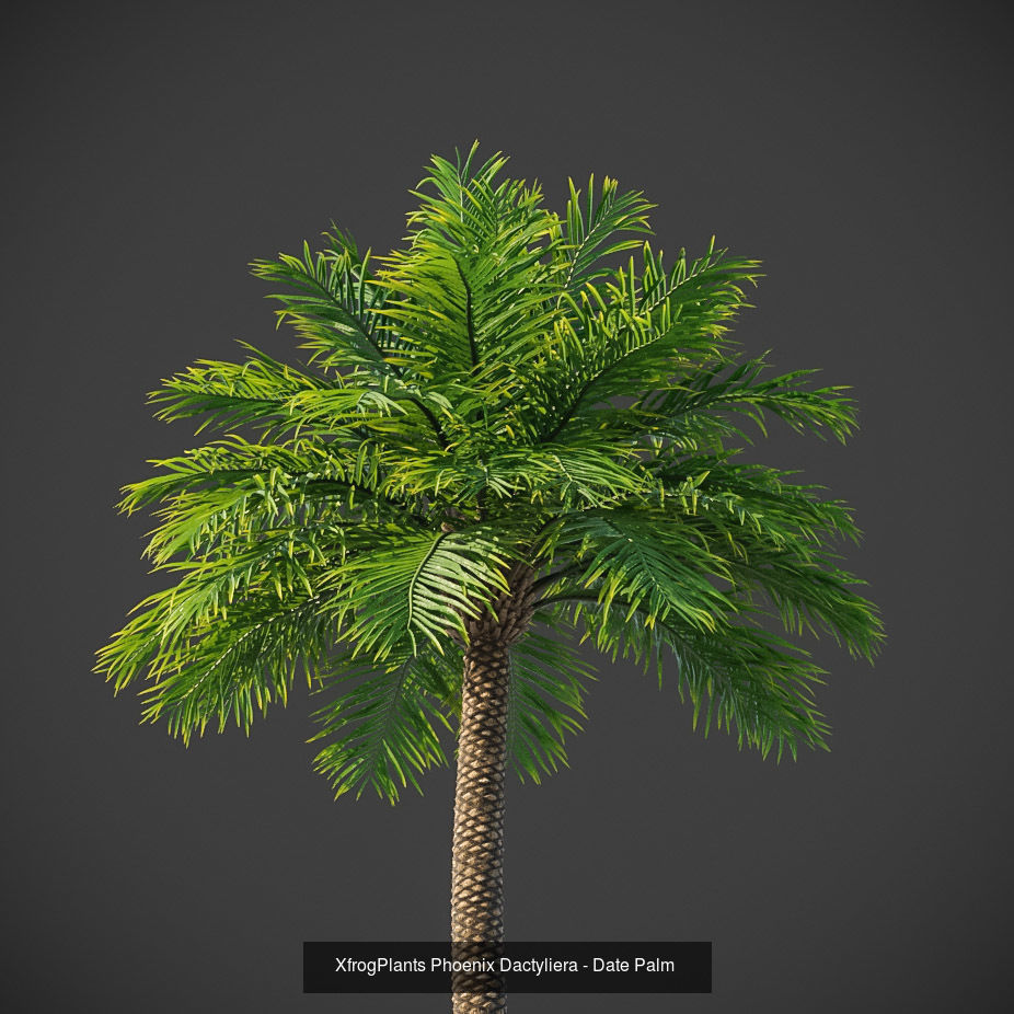 Xfrog GrowFX Palms Collection  _15