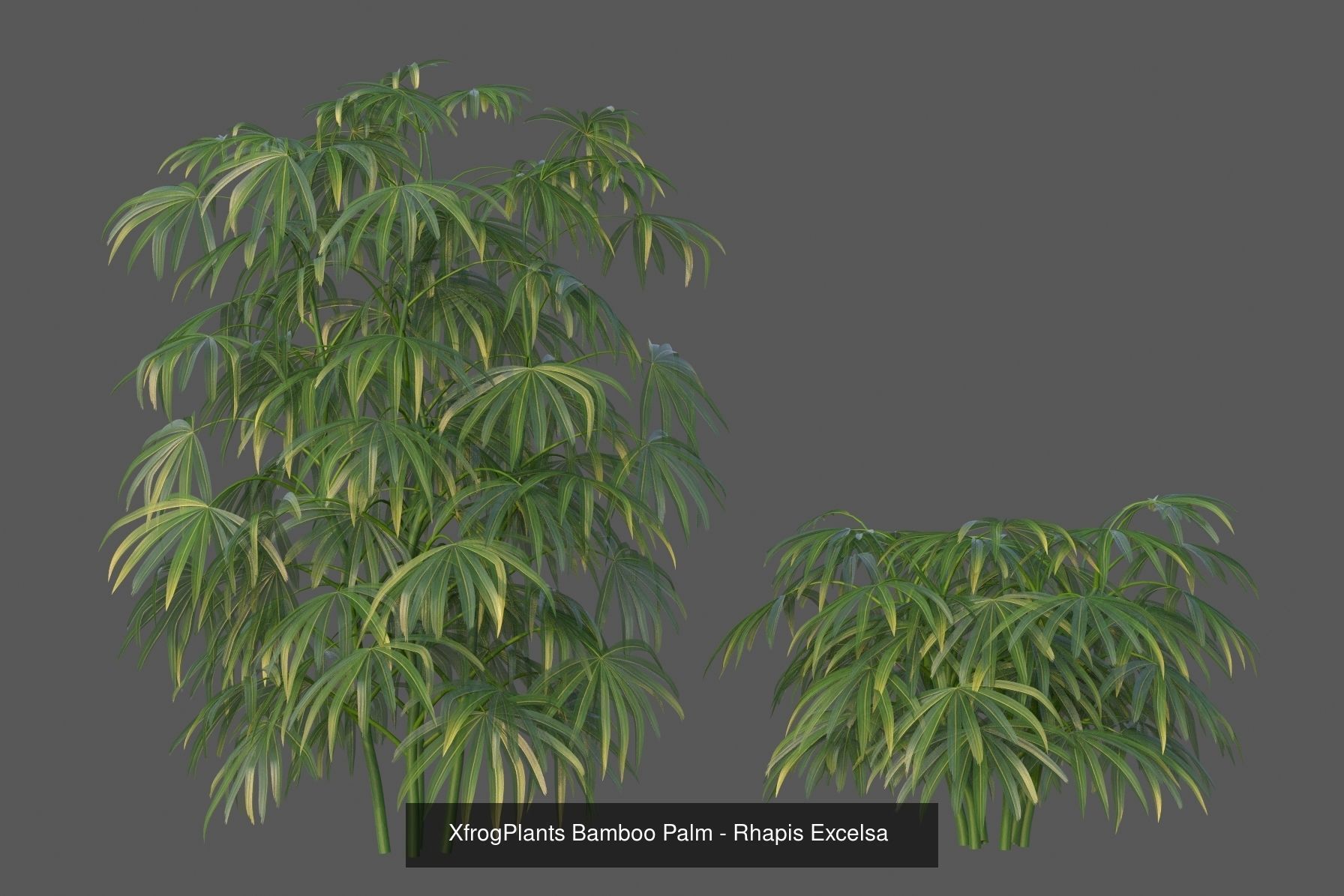 Xfrog GrowFX Palms Collection  _16