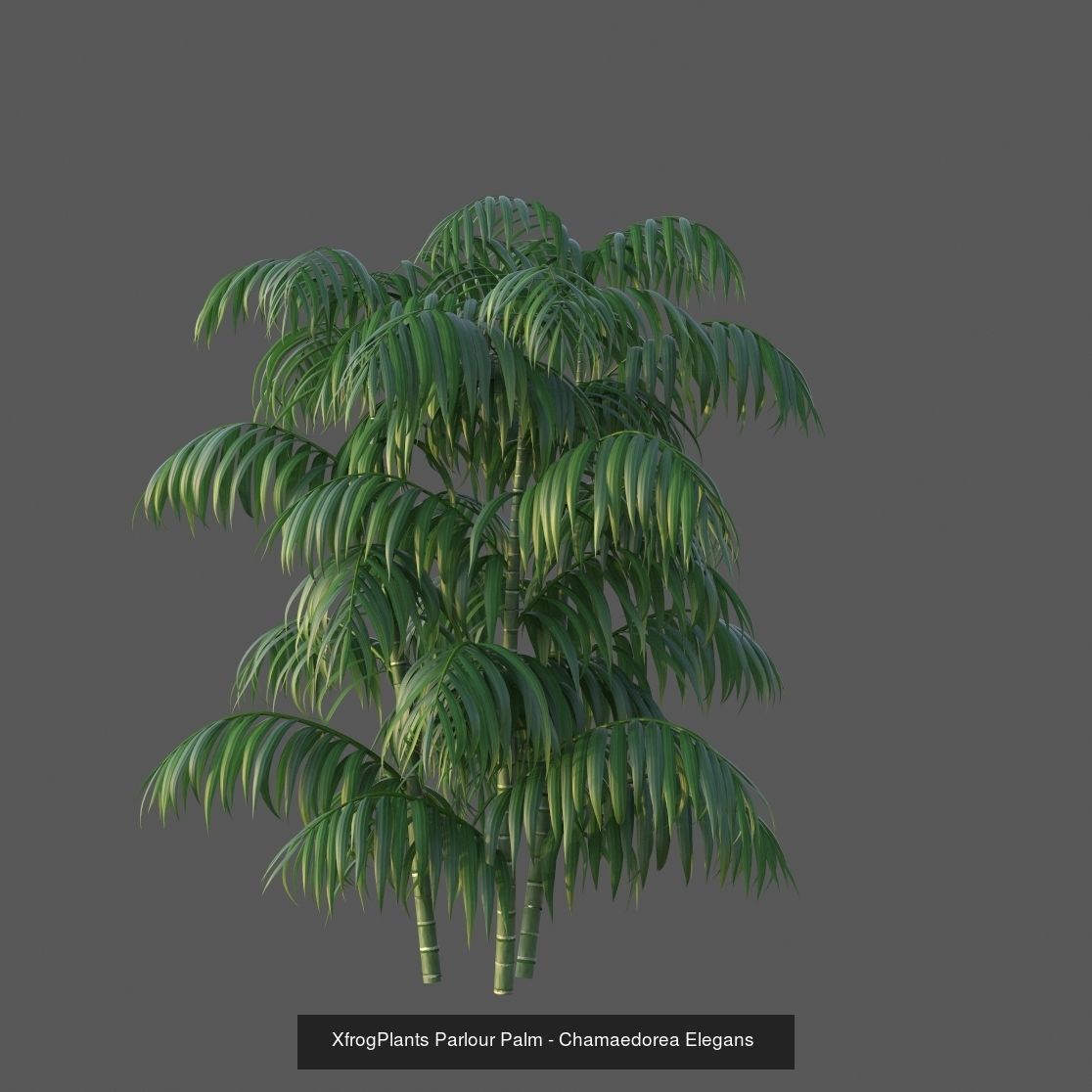 Xfrog GrowFX Palms Collection  _9