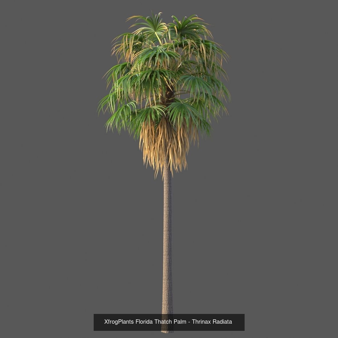 Xfrog GrowFX Palms Collection  _17