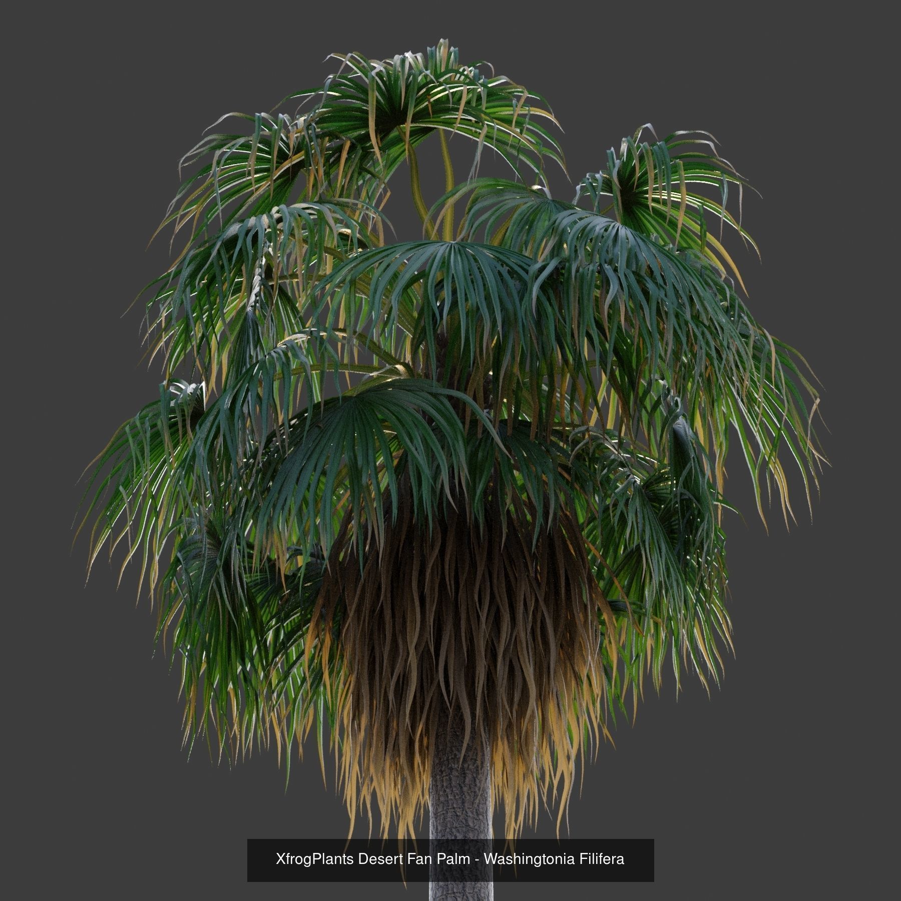 Xfrog GrowFX Palms Collection  _18