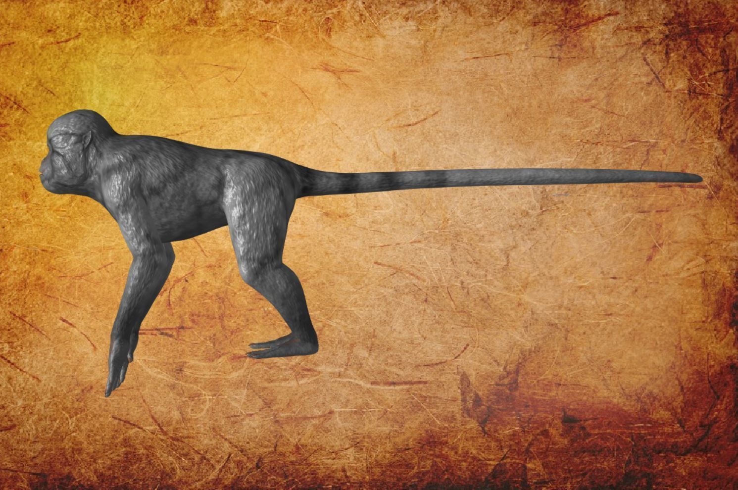 Animal - Monkey Low-poly 3D model_9