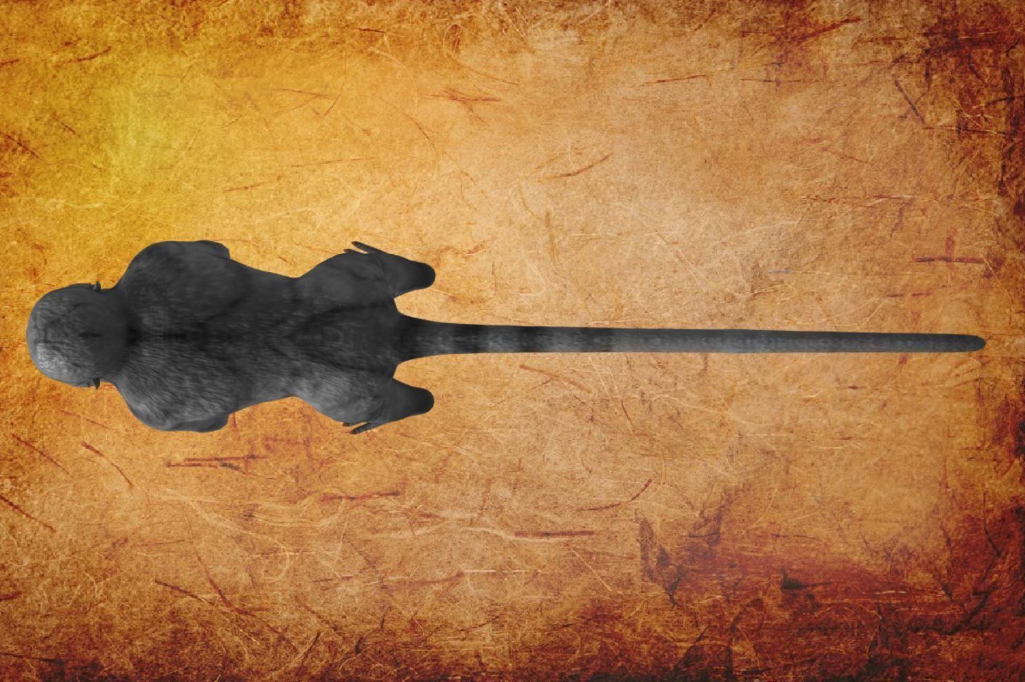 Animal - Monkey Low-poly 3D model_11