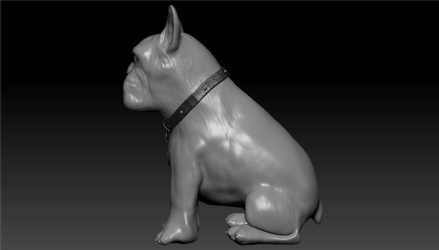 Bulldog french 3D model_5