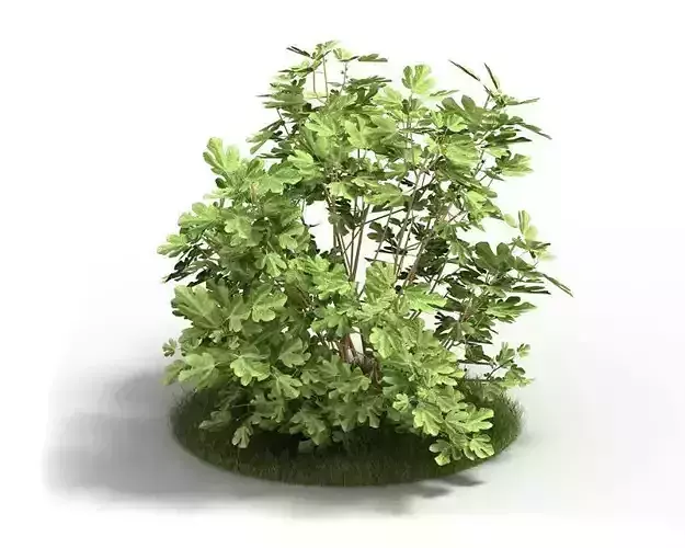 Leafy Fig Plant 3D model