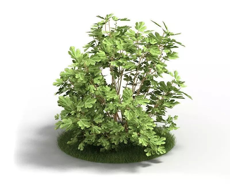 Leafy Fig Plant 3D model_0