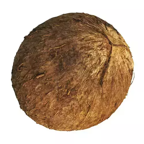 4k coconut 3D model