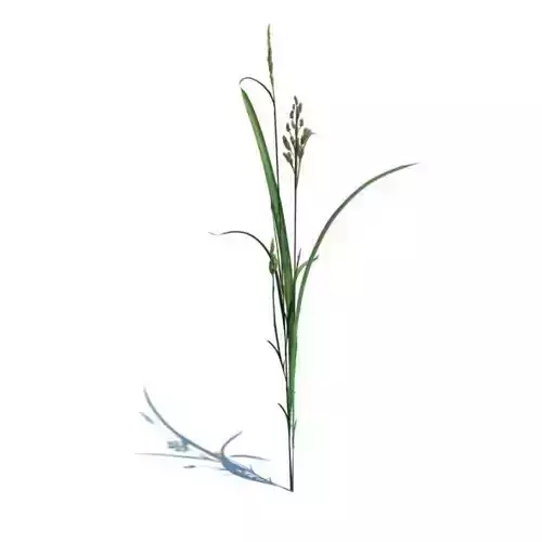 Flowering Grass Plant