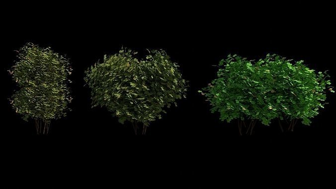 Trees and Bushes 3D model