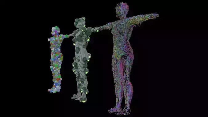 Female models 3D model Female models 3D model