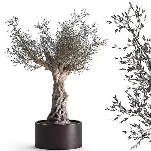 Olive tree in a flowerpot for the interior 985