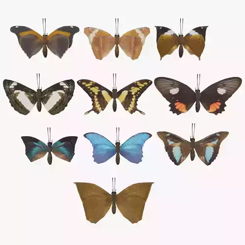 Butterfly Collection PBR Rigged Animated 3D model