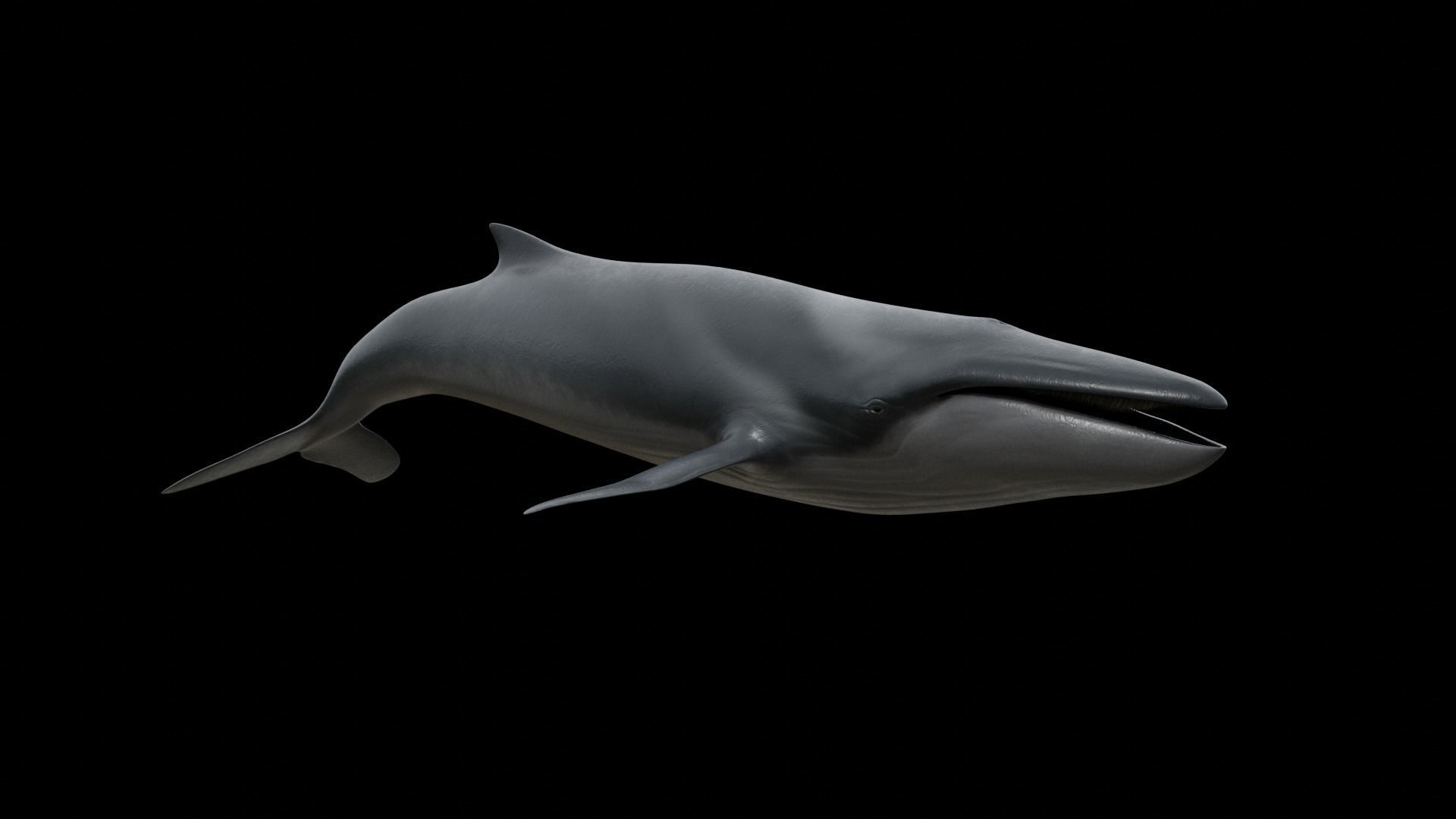 Fin whale Low-poly 3D model_8