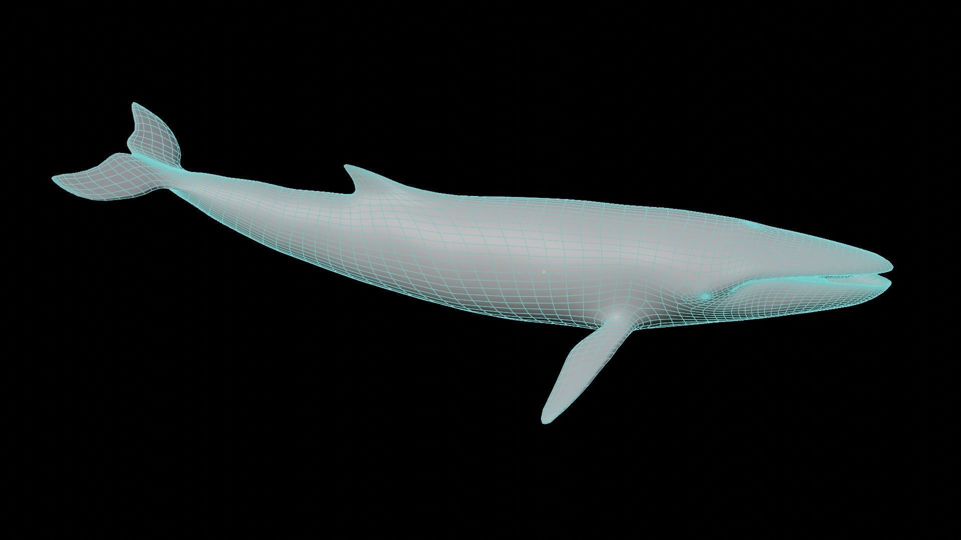 Fin whale Low-poly 3D model_17