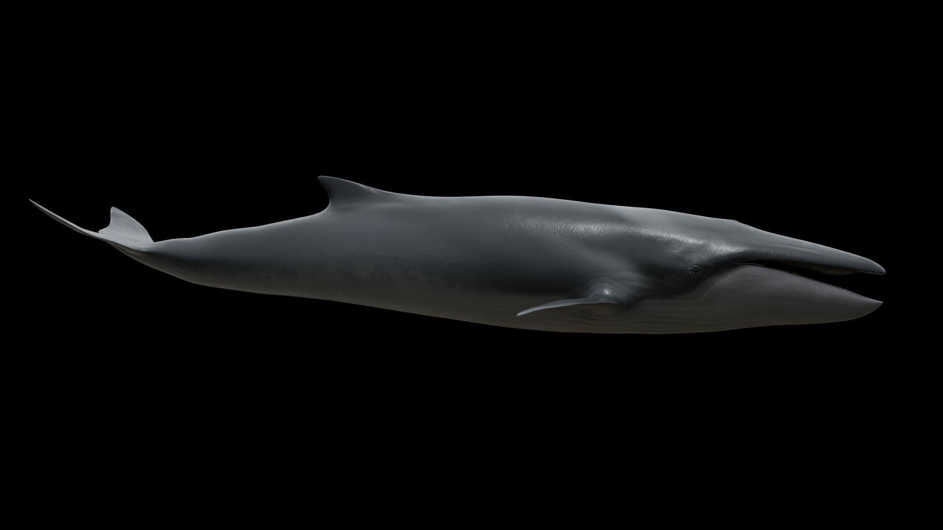 Fin whale Low-poly 3D model_5