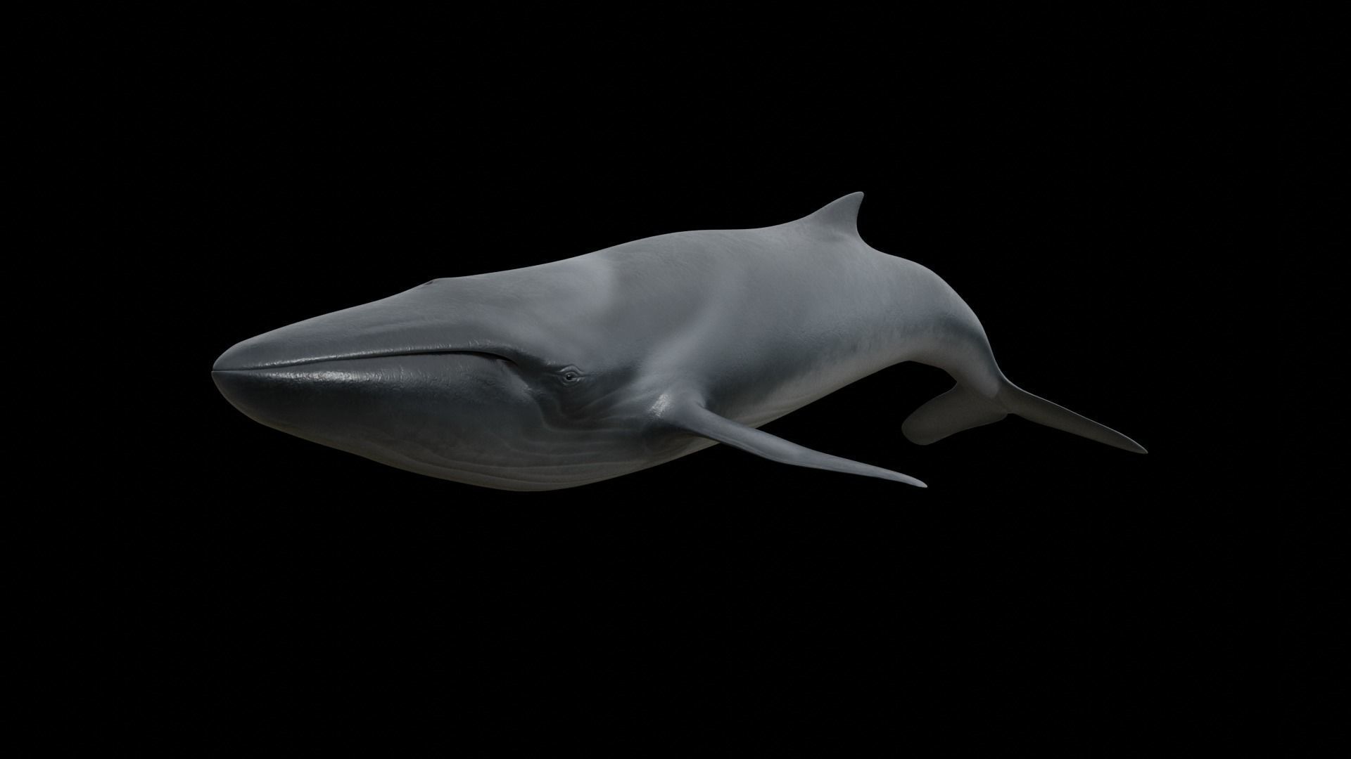 Fin whale Low-poly 3D model_13