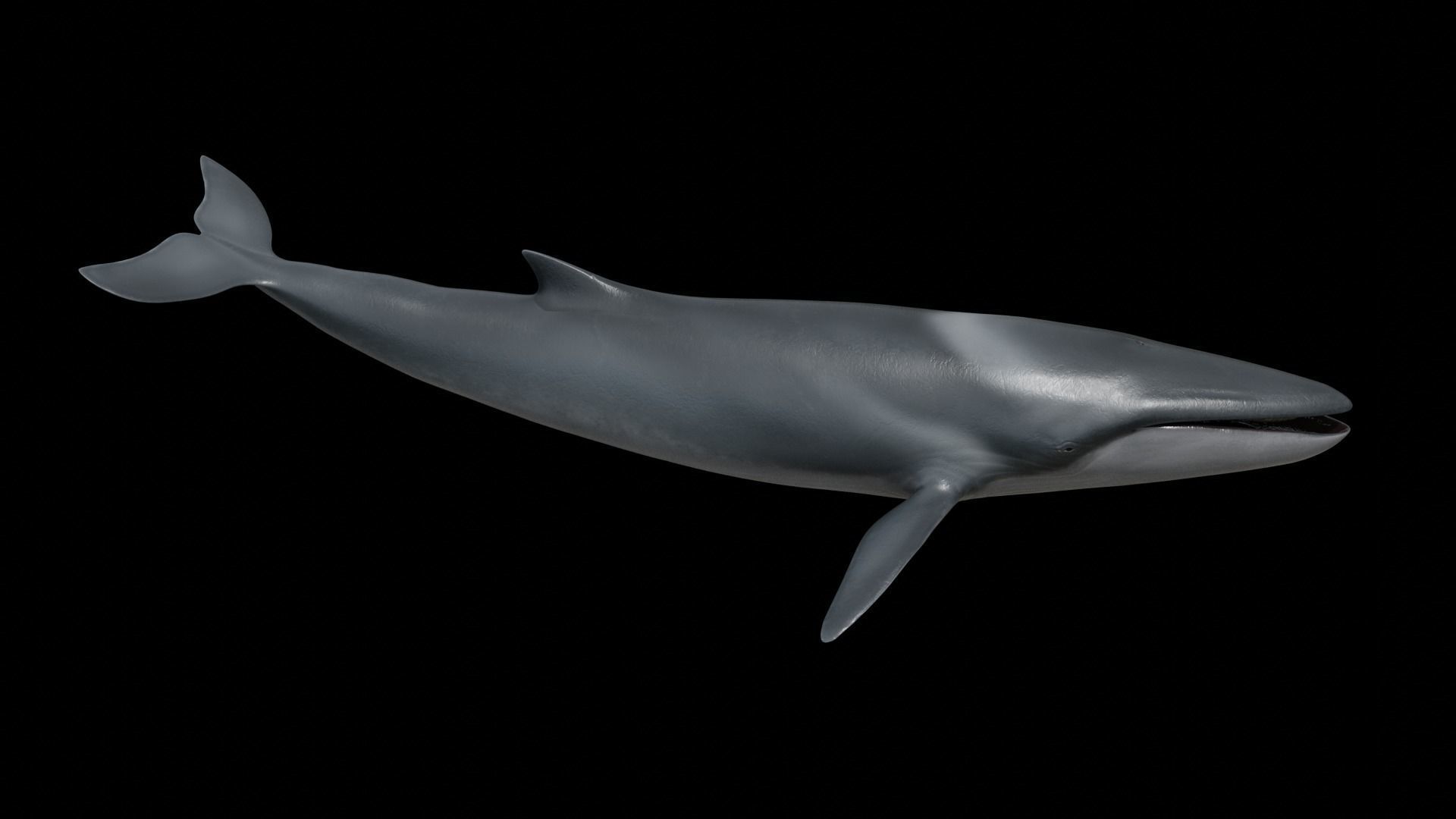 Fin whale Low-poly 3D model_38