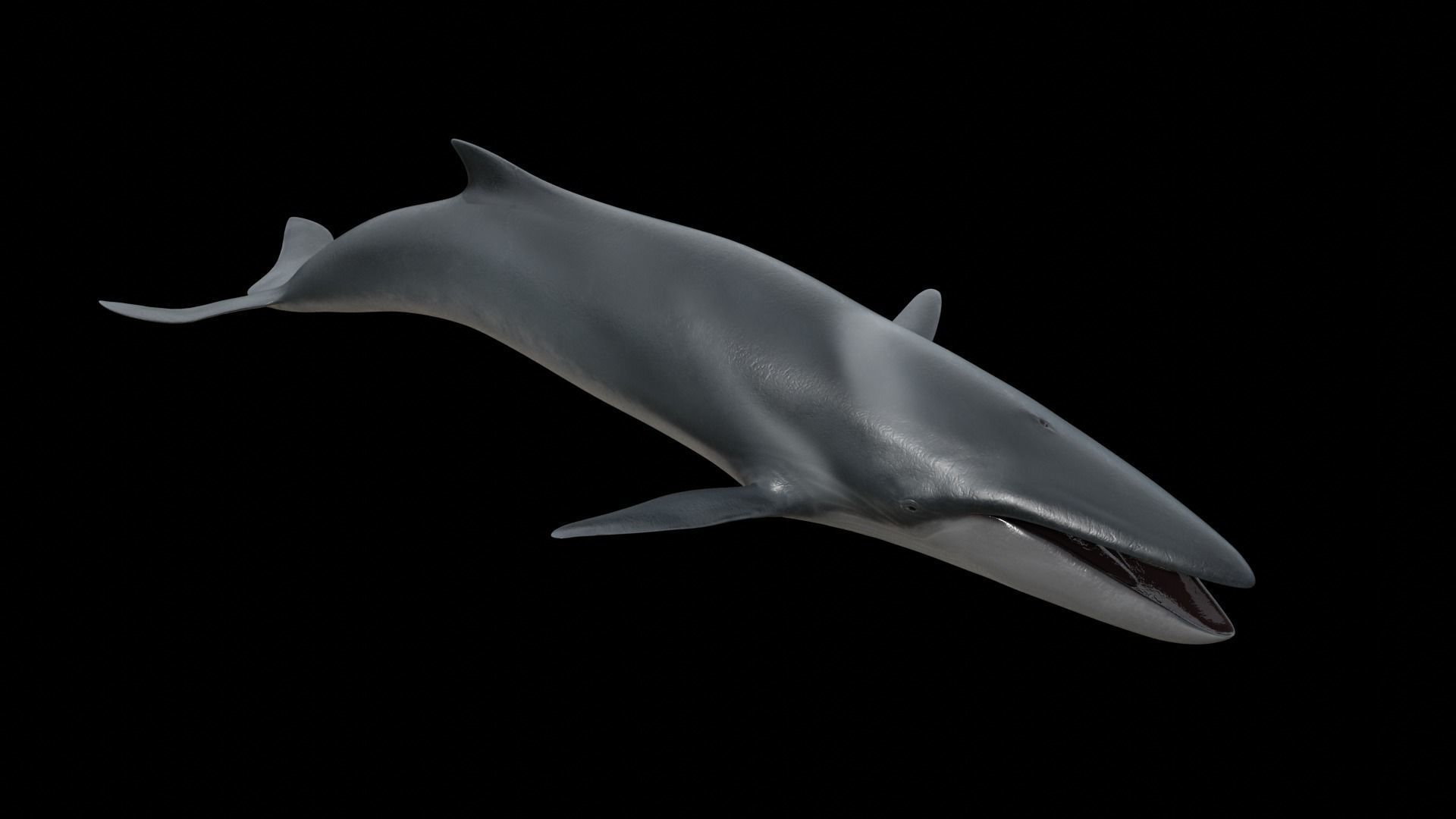 Fin whale Low-poly 3D model_31
