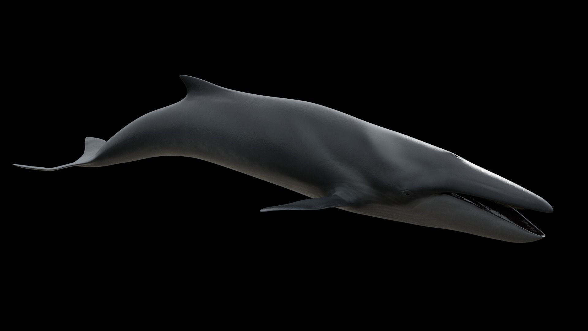 Fin whale Low-poly 3D model_6