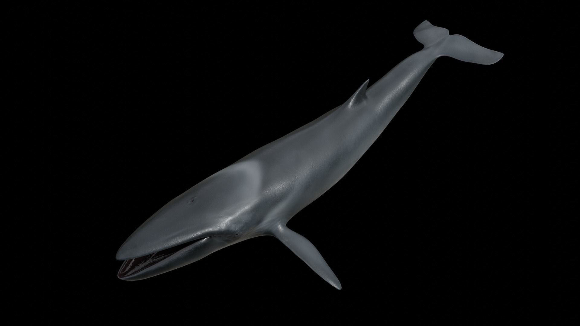 Fin whale Low-poly 3D model_7
