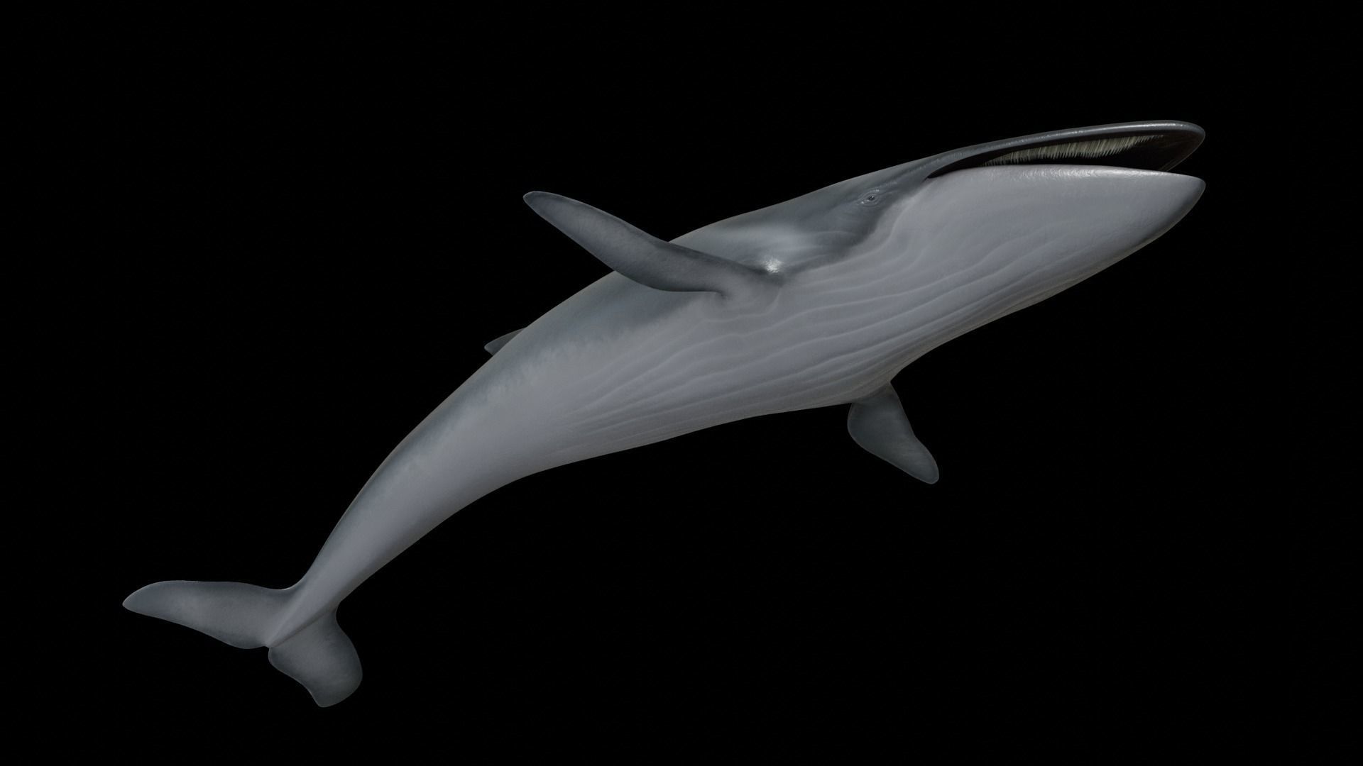 Fin whale Low-poly 3D model_11