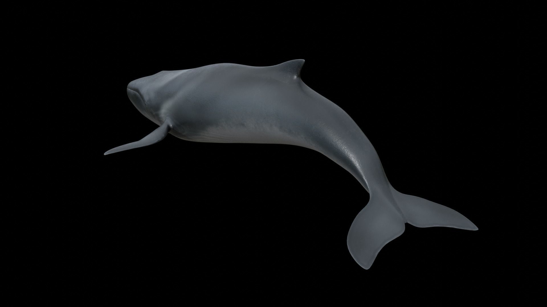 Fin whale Low-poly 3D model_15