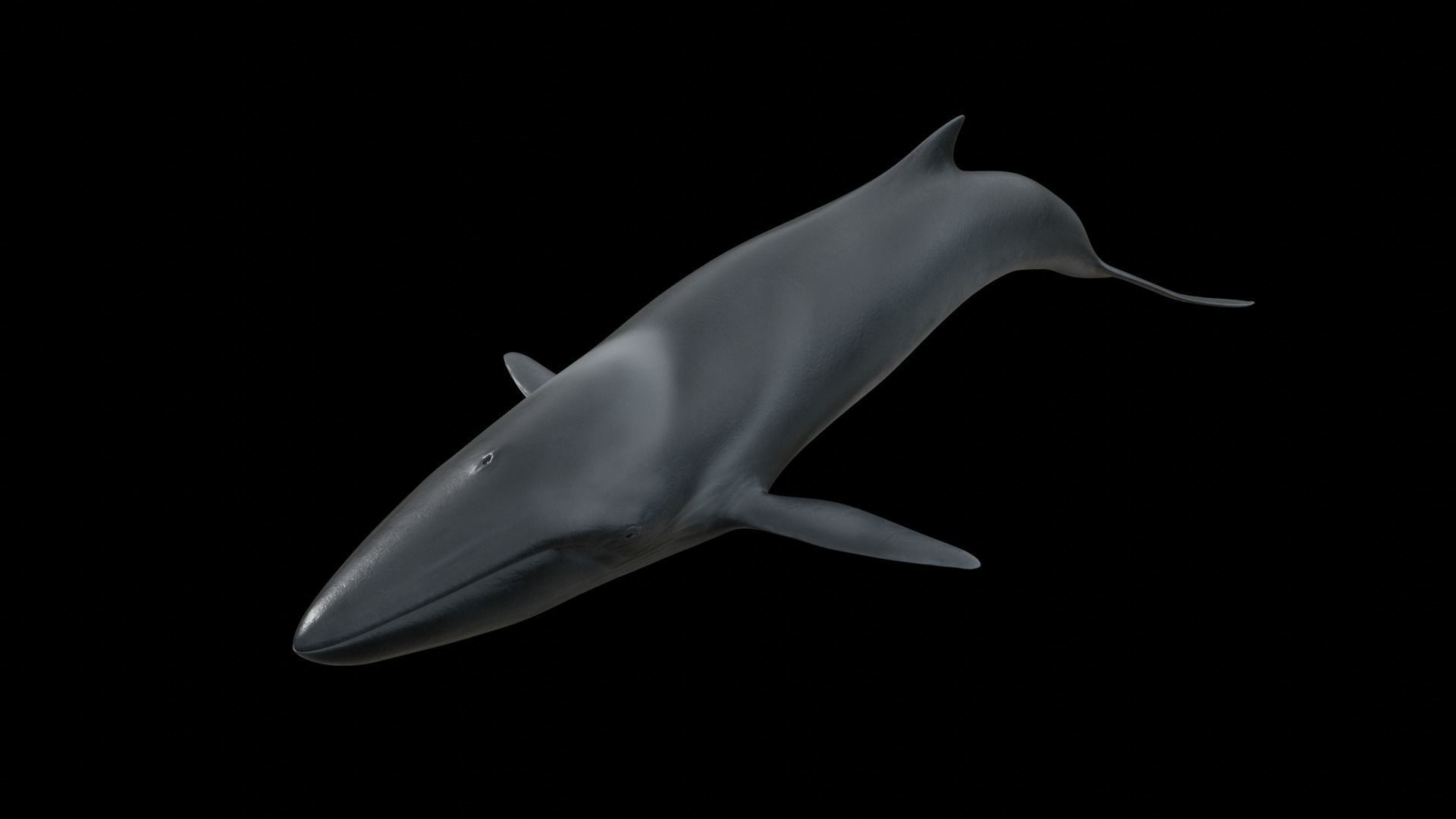 Fin whale Low-poly 3D model_30
