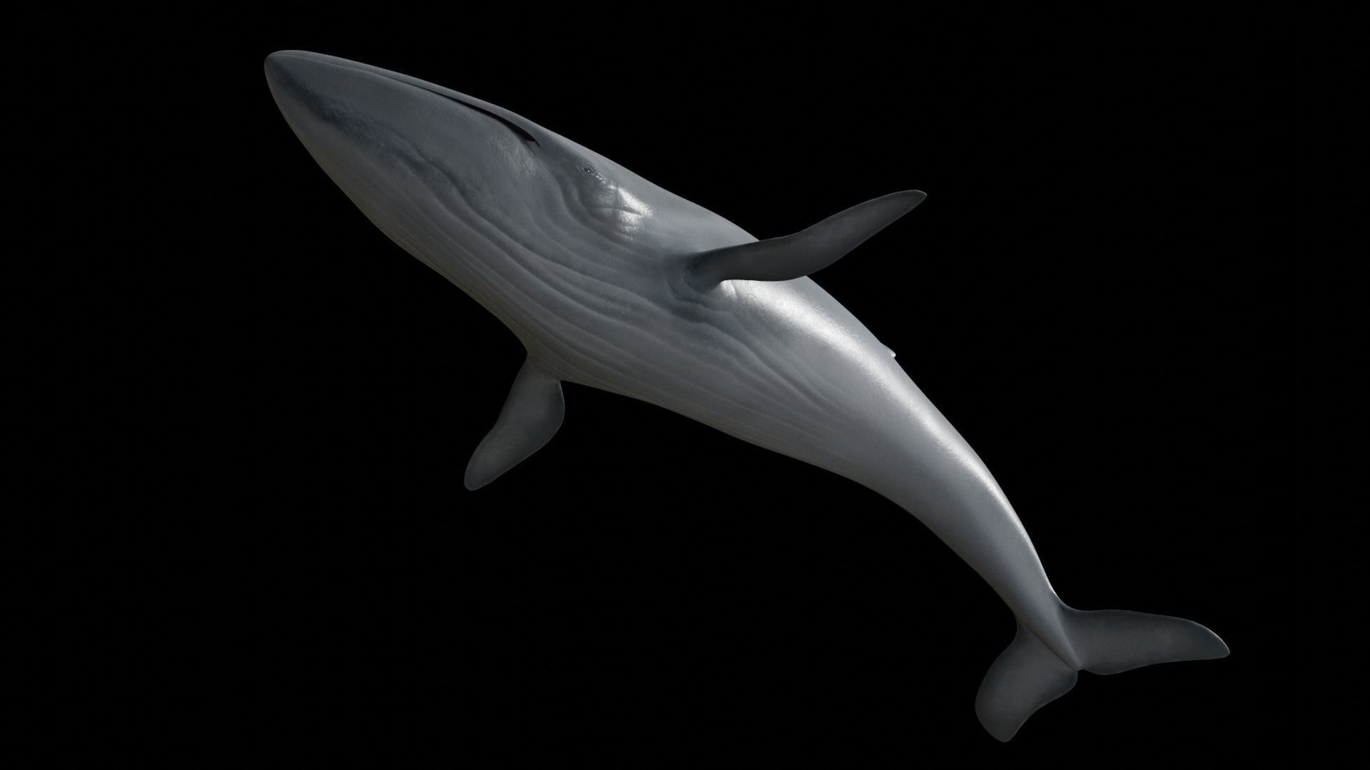 Fin whale Low-poly 3D model_34