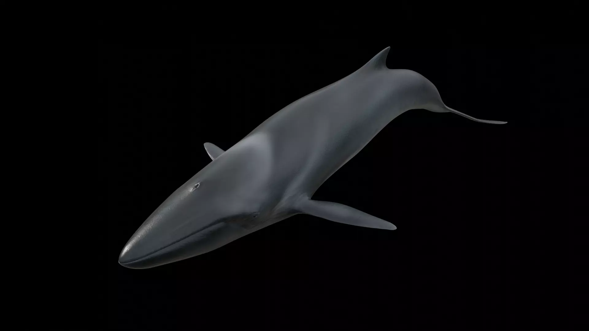 Fin whale Low-poly 3D model_0