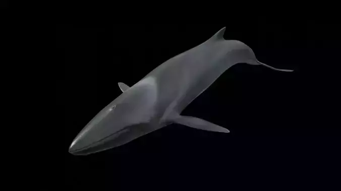 Fin whale Low-poly 3D model