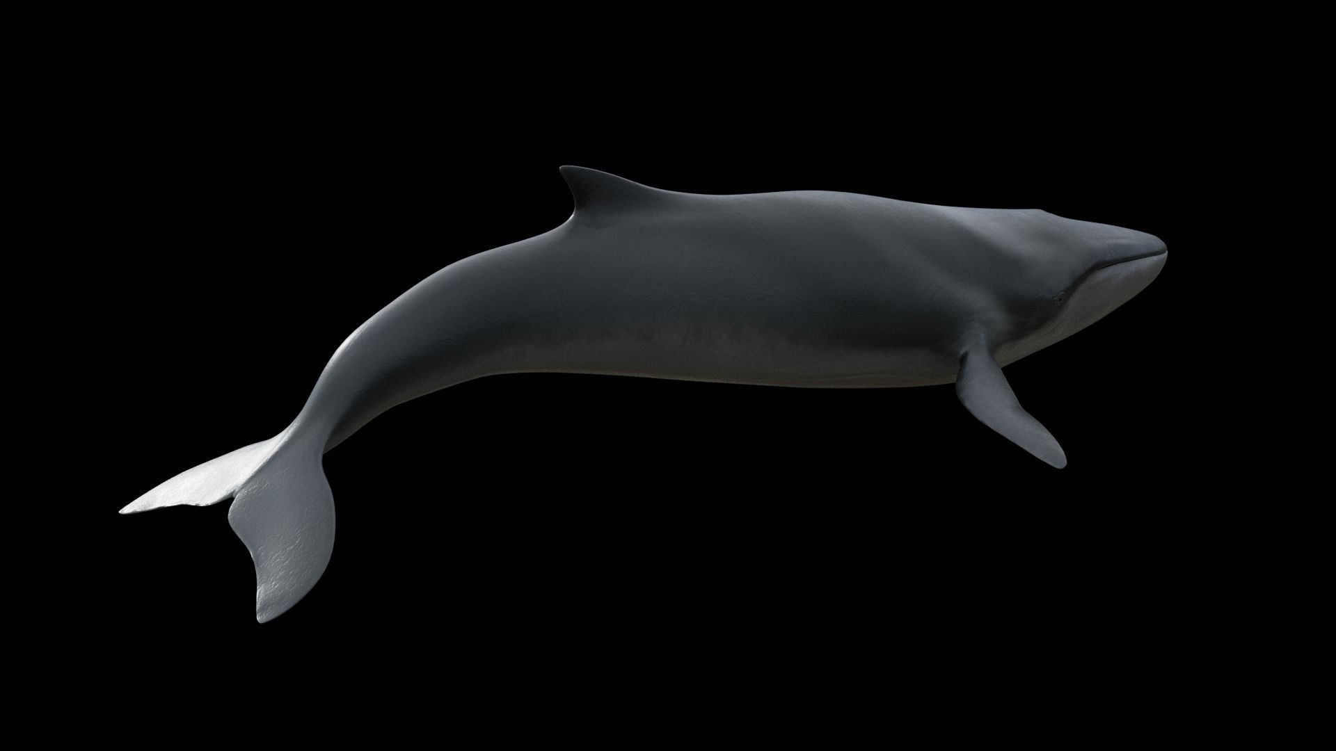 Fin whale Low-poly 3D model_16