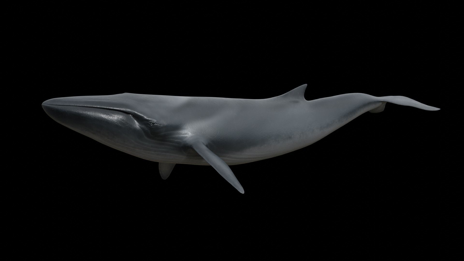 Fin whale Low-poly 3D model_14