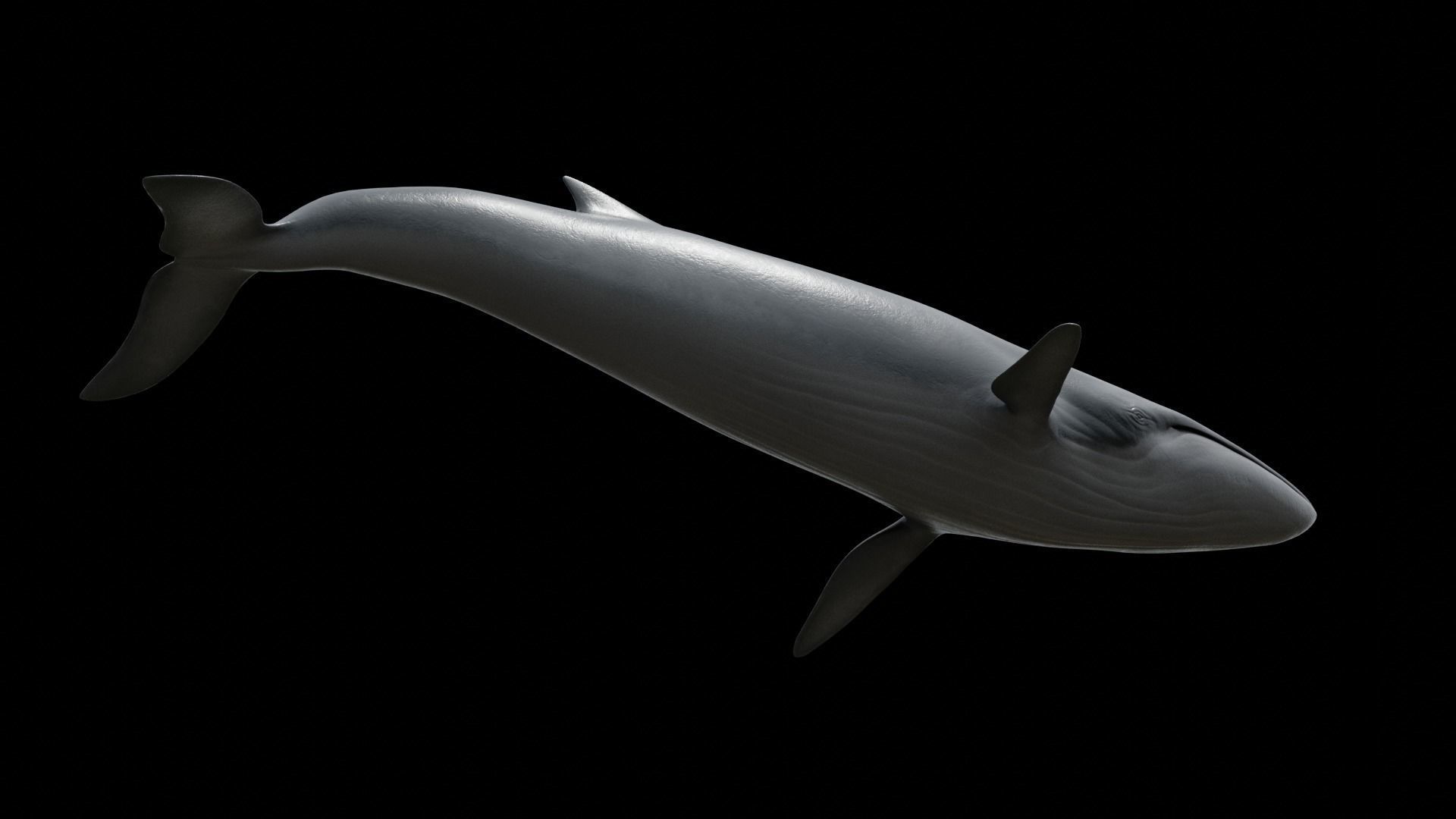 Fin whale Low-poly 3D model_12