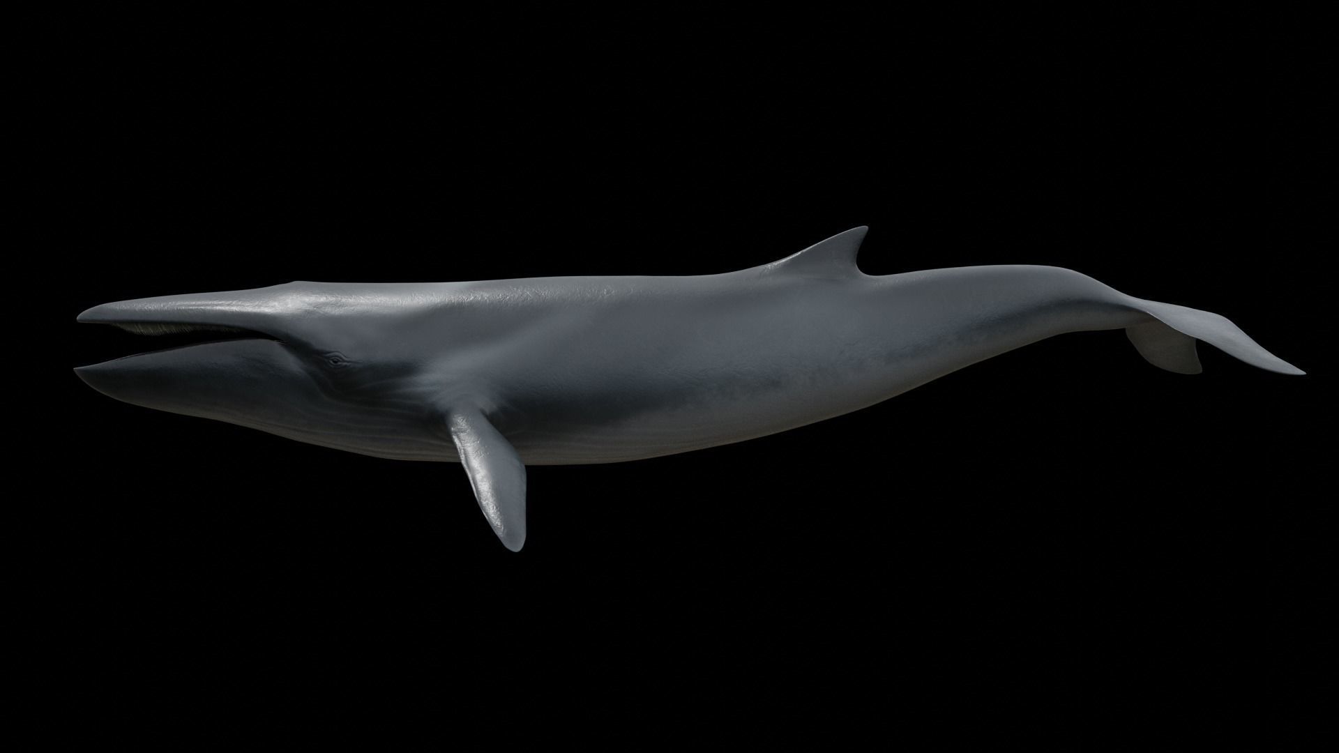 Fin whale Low-poly 3D model_4