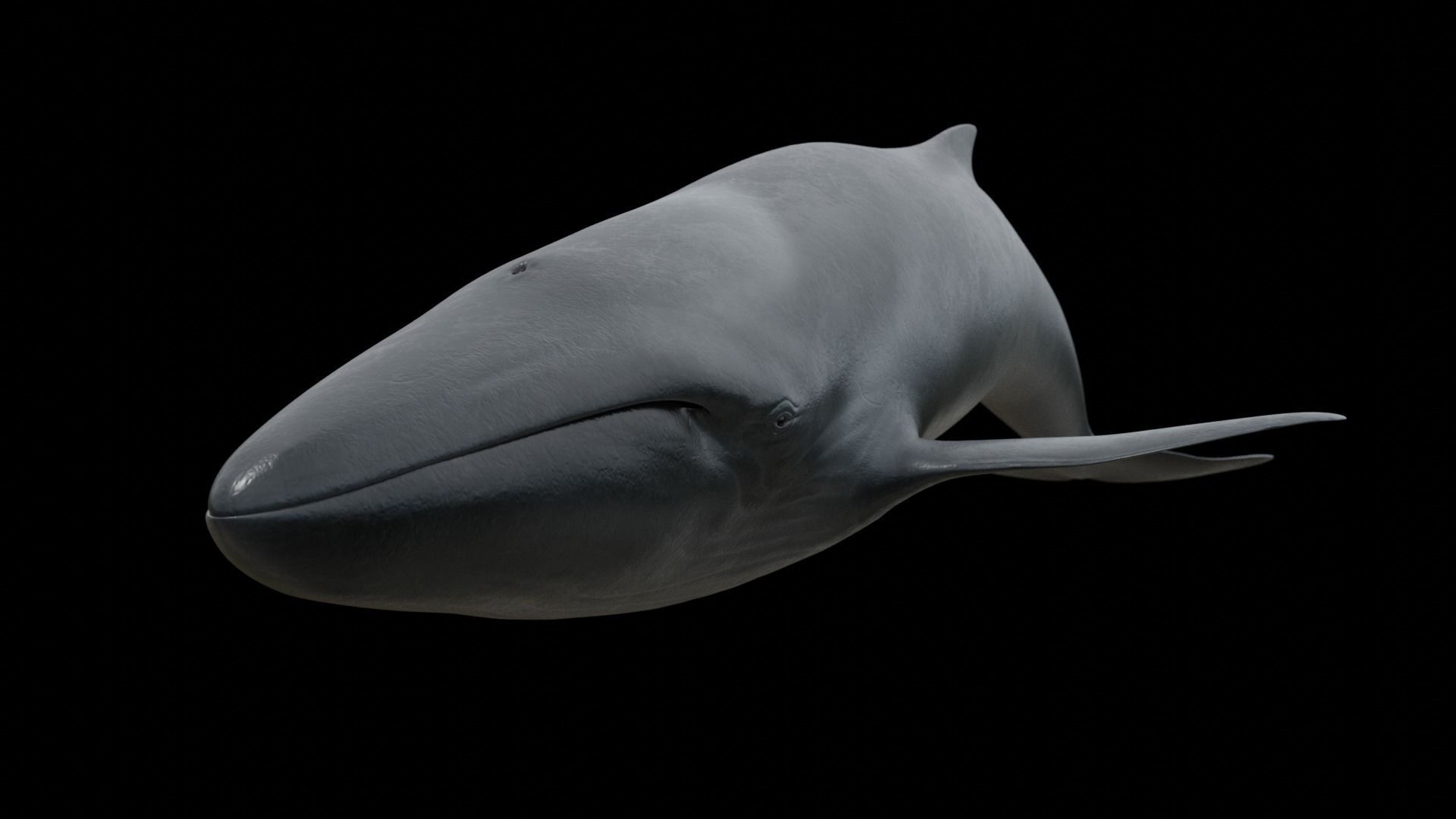 Fin whale Low-poly 3D model_9