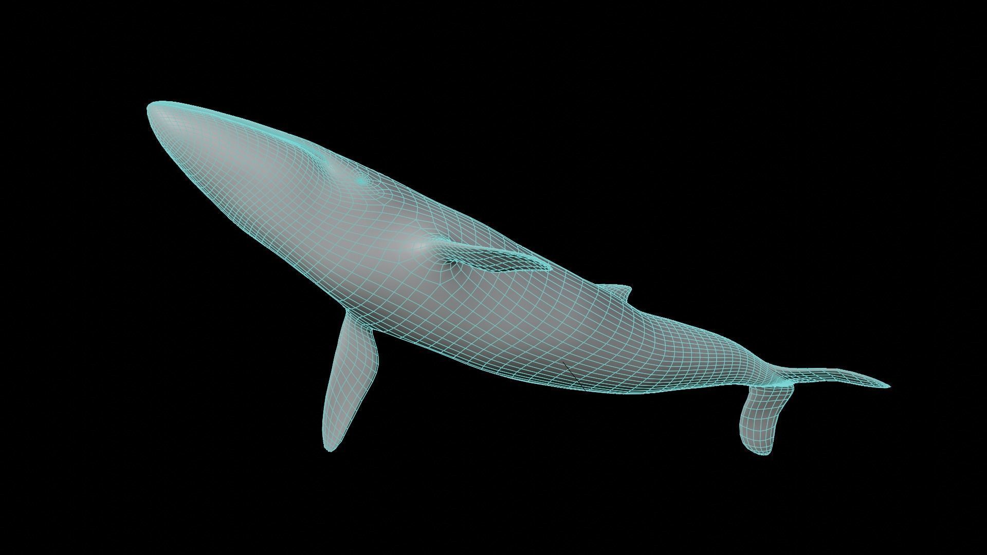 Fin whale Low-poly 3D model_18