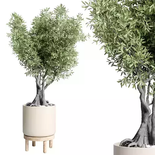 Indoor plant 62 vase wood pot tree old