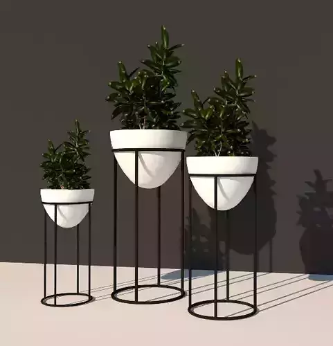 Potted plant