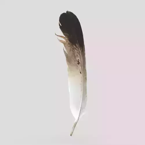 Feather Low-poly 3D model
