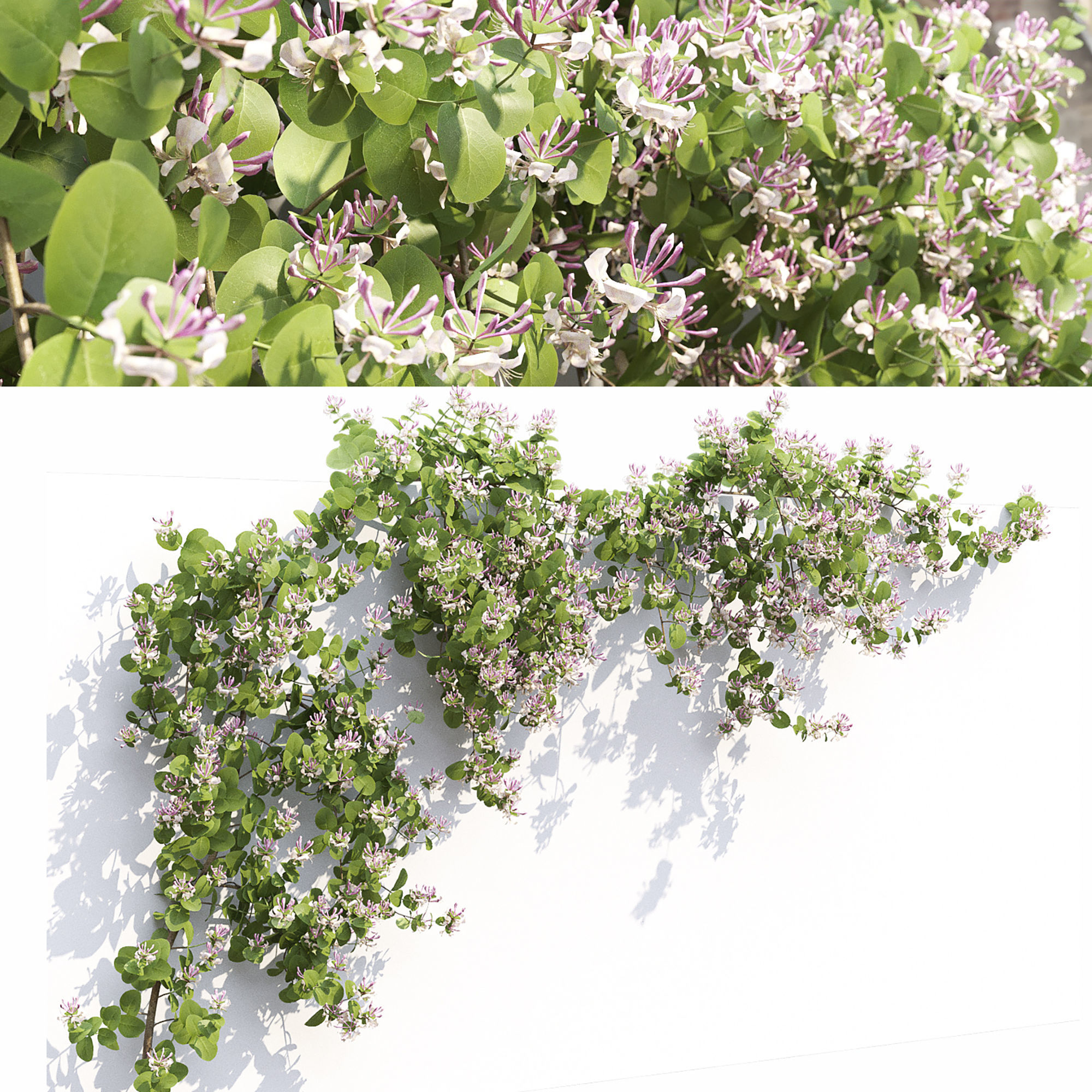 Lonicera climbing flowering 01 3D model_1