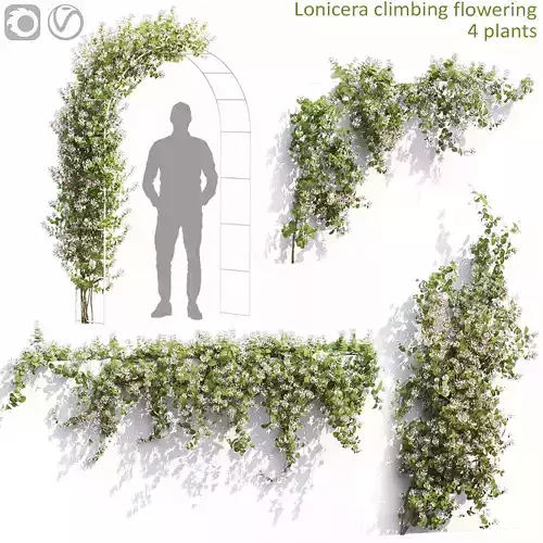 Lonicera climbing flowering 01 3D model