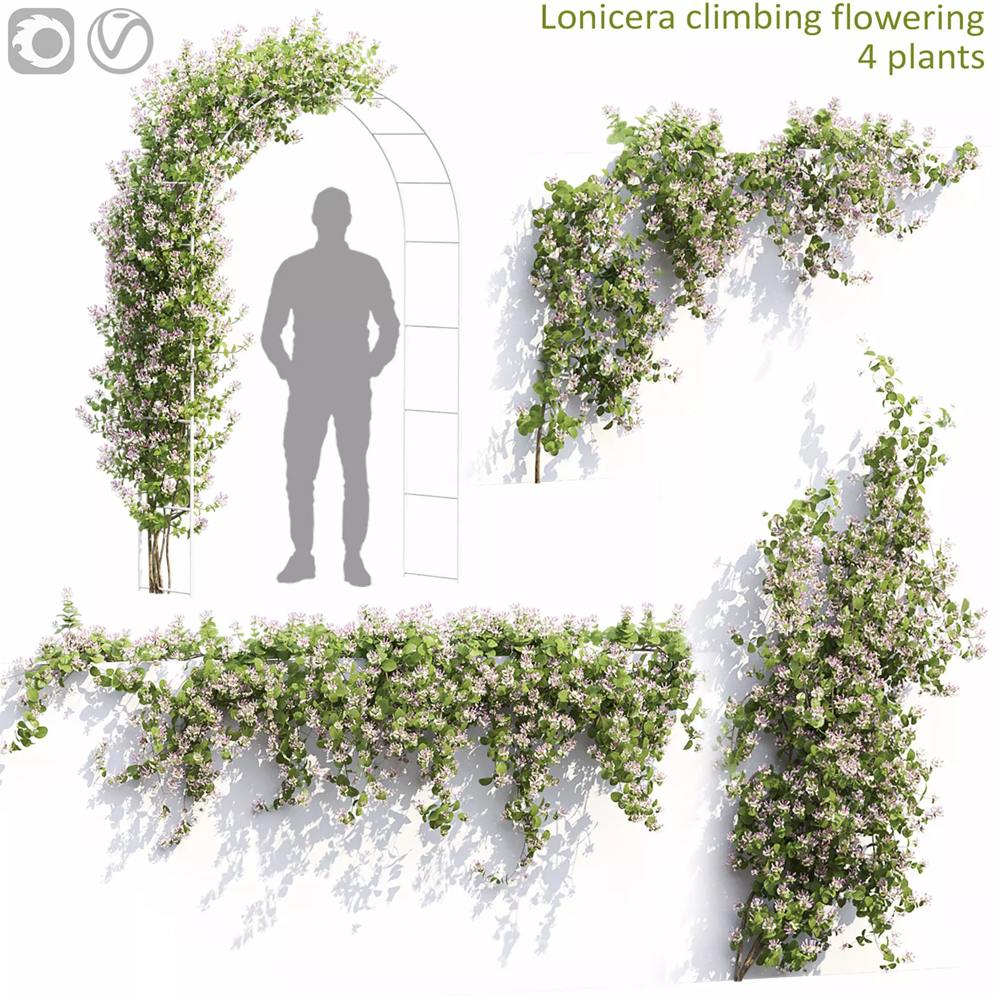 Lonicera climbing flowering 01 3D model_0
