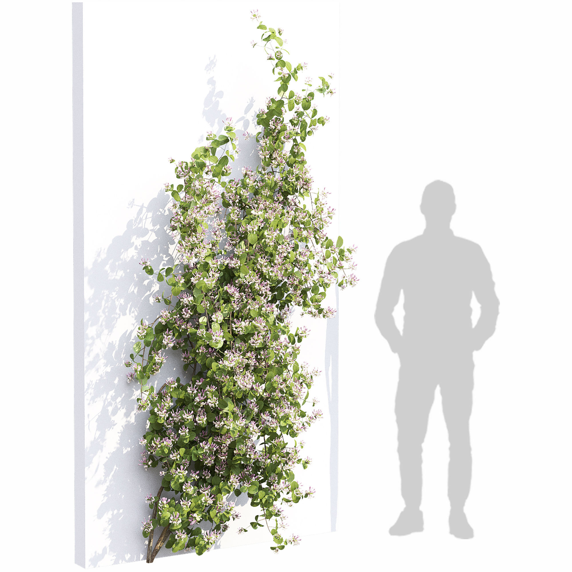 Lonicera climbing flowering 01 3D model_3