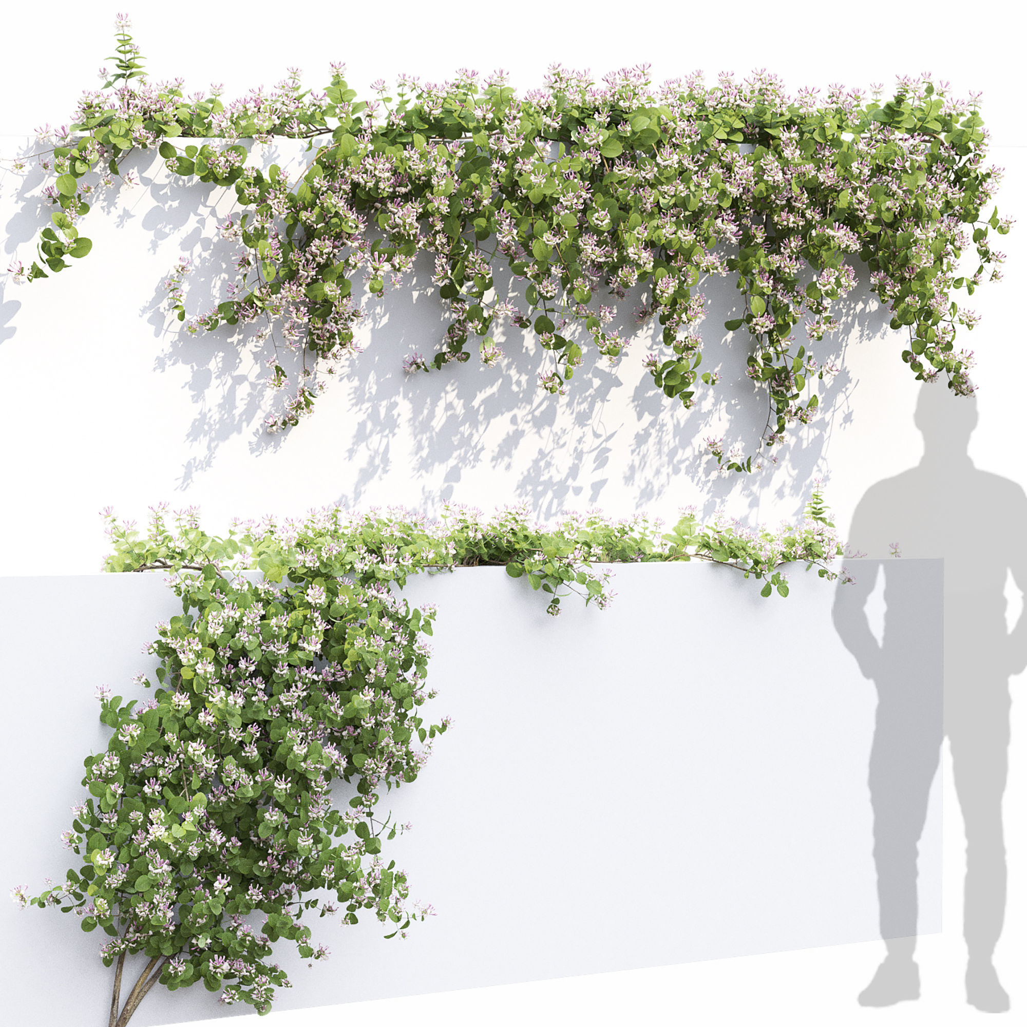 Lonicera climbing flowering 01 3D model_2