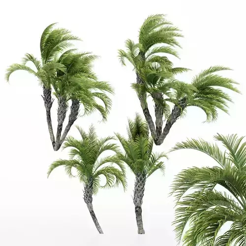 4diffrent treeCurly Palm 4 trees Models in the scene