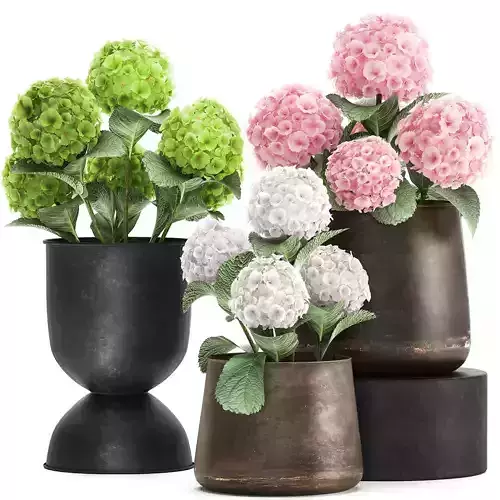 Hydrangea in a rusty Flowerpot for the interior 987